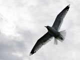 Seagull flying